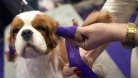 Teddy, anjing berumur 4 tahun begitu tenang dan menikmati ketika telinganya dibersihkan sebelum lomba (Carlo Allegr/REUTERS)