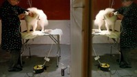 Sebelum perlombaan, biasanya anjing-anjing akan dirawat, dilatih, dan dihiasi untuk terlihat semenarik mungkin (Carlo Allegr/REUTERS)