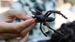 Foto: Tarantula Goreng, Bagaimana Rasanya?