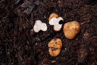 Spesies Jamur Truffle Putih Ditemukan di Asia Tenggara, Ini Lokasinya