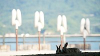 Adalah Okunoshima, atau yang biasa disebut Pulau Kelinci. Dulunya, pada masa perang dunia ke 2, pulau ini merupakan tempat pembuatan senjata biologi (Instagram/uta_utao)