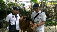Kuda Chester dielus-elus dokter hewan yang merawatnya / 