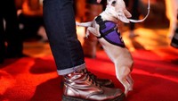 Lihatlah tingkah Mia, beregelantungan manja di kaki majikannya. Anjing jenis Chihuahuas ini akan berkopetisi dalam kriteria Best in Show (Carlo Allegr/REUTERS)