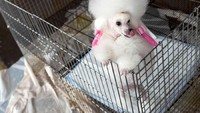 Anjing poodle berumur 2 tahun ini bernama Angel. Dia dikurung di dalam kandangnya sebelum tampil dihadapan juri (Carlo Allegr/REUTERS)