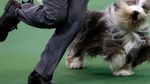 Kompetisi Khusus Anjing, Lucu Abis!