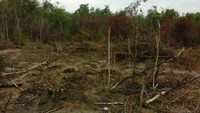 Ini lokasi penemuan harta karun Sriwijaya di Talang Petai, Tulung Selapan, Ogan Komering Ilir (Dok Kasubbag Media dan Kom Kabupaten OKI)