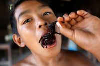 Terancam Punah, Tarantula Goreng Khas Kamboja Kini Mahal Harganya
