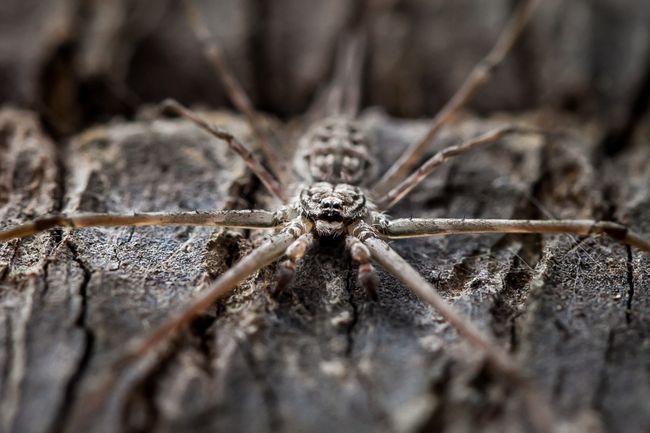 Fosil Purba Ungkap Laba-laba Zaman Dulu Hidup di Laut