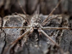 Fosil Purba Ungkap Laba-laba Zaman Dulu Hidup di Laut