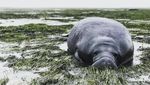 Sapi Laut hingga Cheetah yang Mengungsi karena Badai Irma