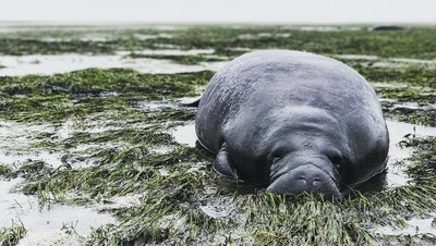 Sapi Laut hingga Cheetah yang Mengungsi karena Badai Irma