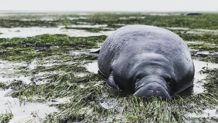 Manatee (sapi laut) terdampar akibat badai Irma