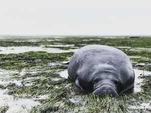 Kejam! Ada Hewan Laut dengan Tubuh Penuh Coretan Bertuliskan Trump