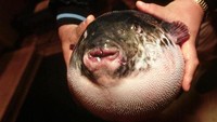 Ikan fugu ini dikatakan sebagai hewan yang paling beracun. Sang chef menyajikan ikan ini dengan irisan tipis. Meski dianggap langka dan lezat, akan tetapi salah gigitan, Anda bisa alami kesemutan di mulut dan akibatkan kematian dalam waktu 17 menit. Foto: Istimewa