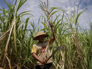 Taiwan Minat Investasi Pabrik Gula Rp 20 Triliun di RI