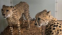 Cheetah ini dimasukkan ke dalam shelter indoor yang aman dari terjangan badai Irma. Setiap kebun binatang memang punya kandang-kandang dalam ruangan untuk para satwanya (Adrees Latif/Reuters)