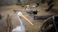 Sekawanan burung pelikan ini juga turut diamankan (Adrees Latif/Reuters)