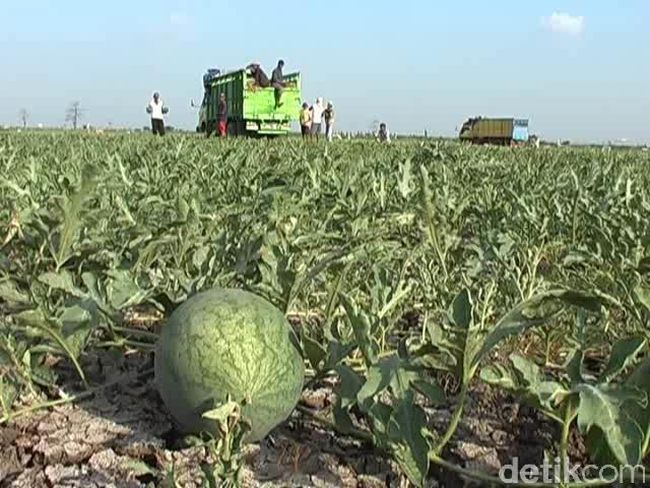 Petani Blewah dan Semangka Gagal Panen Gara gara Kutu Kebul Petani Blewah dan Semangka Gagal Panen Gara gara Kutu Kebul