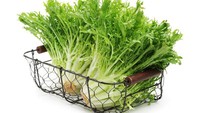 Chicory merupakan tanaman sejenis sayuran yang memilik kandungan nutrisi terbaik untuk tubuh seperti thiamin, niasin, dan seng. Foto: Getty Images