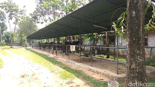 Rumah baru kuda Chester / 