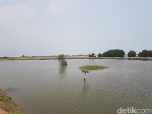 Kasihan, Tambak Ikan di Serang Tercemar Limbah Sungai Ciujung