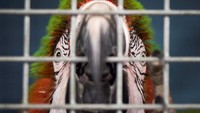 Tak ketinggalan burung Makao ini juga ikutan ngungsi untuk sementara (Adrees Latif/Reuters)