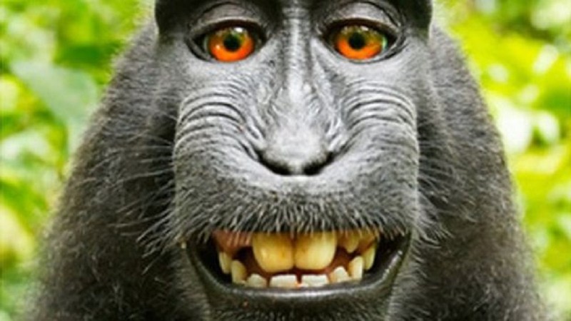 Fotografer menangkan sengketa foto selfie monyet di hutan Indonesia