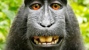 Foto hewan ini sempat menjadi sengketa. Ketika pemilik perangkat David Slater tersebut menerbitkan foto-foto tersebut dalam sebuah buku, People for the Ethical Treatment of Animals (PETA) menggugatnya atas nama monyet tersebut. Mereka mengklaim bahwa menjual gambar tersebut melanggar hak monyet berdasarkan Undang-Undang Hak Cipta. Pada akhirnya, sang fotografer memenangkan gugatan itu. Foto: BBC World