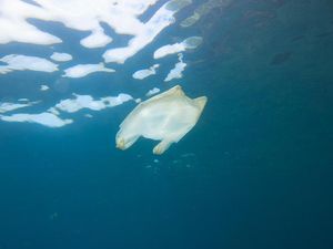 Garam Laut yang Kita Makan Terancam Pencemaran Plastik