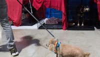 Termasuk anjing pudel ini yang juga diselamatkan ke shelter darurat (Foto: AFP)