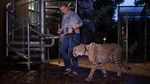Sapi Laut hingga Cheetah yang Mengungsi karena Badai Irma