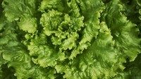 Daun selada seringkali digunakan untuk membuat saldd. Hal ini disebabkan karena daun selada tinggi akan potassium dan vitamin A dan K. Foto: Getty Images