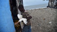Seorang anak di Haiti membawa ayamnya masuk ke rumah sebelum kedatangan Badai Irma. (Foto: AFP)