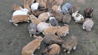 Terdapat kurang lebih ribuan kelinci yang ada di Okunoshima. Hampir setiap meter traveler berjalan, ada saja kelinci yang menghampiri. Mereka pun tidak takut terhadap manusia (Instagram/coralland)