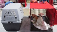 Anjing-anjing dibawa ke shelter darurat di Miami akibat Badai Irma. (Foto: AFP)