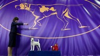 Ratusan anjing berlomba dalam mengambil hati para juri dalam perlombaan Westminster Kennel Club Dog Show di New York (Carlo Allegr/REUTERS)