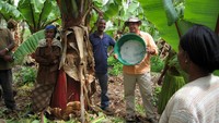 Ensete merupakan salah satu dari dua spesies vinirea, bagian dari keluarga pisang palsu di Etiopia. Sajian makanan ini dibuat dari pohon pisang yang ditumbuk sampai halus.