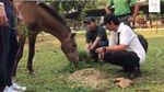 Dulu Dicambuki, Kuda Chester Kini Bahagia Pindah ke Rumah Baru