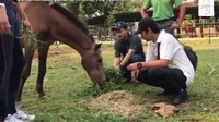 Ia juga diberi makan yang sesuai dengan kebutuhan dan nutrisinya. Chester terlihat begitu bahagia. Happy ending!