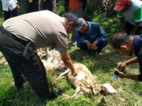Ditemukan luka bekas gigitan dan cakaran pada tubuh kambing yang mati