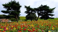 Ada 2 jenis bunga yang populer di taman ini yaitu, bunga Nemophila yang biasa mekar di musim semi (spring) dan bunga Kochia yang biasa mekar di musim dingin (winter) (Rachman/detikTravel)