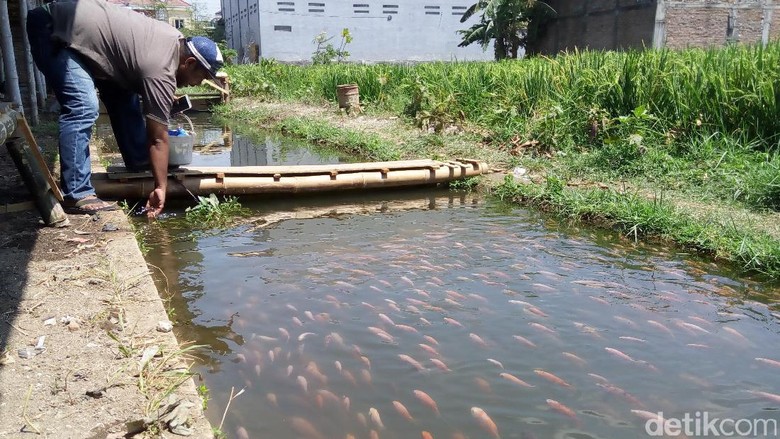 Bosan Kumuh, Selokan Kotor dan Bau Disulap Jadi Lahan Budidaya Ikan Bosan Kumuh, Selokan Kotor dan Bau Disulap Jadi Lahan Budidaya Ikan