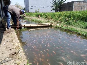 Bosan Kumuh, Selokan Kotor dan Bau Disulap Jadi Lahan Budidaya Ikan