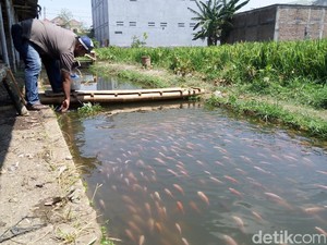 Bosan Kumuh, Selokan Kotor dan Bau Disulap Jadi Lahan Budidaya Ikan