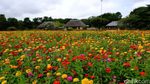Foto: Taman Cantik nan Asri Favorit Turis di Jepang
