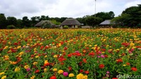 Hitachi Sea Side Park adalah taman seluas 190 hektar yang diisi oleh beragam jenis bunga yang indah dan sedap dipandang mata. Lokasinya ada di Hitachinaka, Prefektur Ibaraki sekitar 2 jam perjalanan dari Tokyo (Rachman/detikTravel)