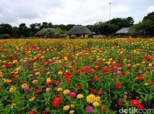 Kebun Bunga Jepang yang Instagrammable Banget