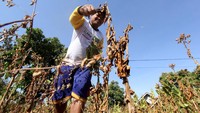 Petani memeriksa tanaman tembakaunya di kebun Wongsorejo, Banyuwangi, Jawa Timur, Selasa (12/9). Petani didaerah tersebut mengaku, musim kemarau panjang mengakibatkan tanaman tembakaunya banyak yang mati akibat tidak adanya pasokan air karena lokasinya berada di lahan tadah hujan (Foto: ANTARA FOTO/Budi Candra Setya)