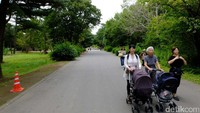 Wisatawan dari segala rentang usia pun tampak menikmati waktu liburannya di Hitachi Sea Side Park. Mereka asyik berjalan-jalan dengan nyaman di taman ini (Rachman/detikTravel)