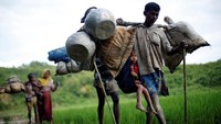 Pengungsi Rohingya melintasi persawahan dengan membawa peralatan. Foto: REUTERS/Danish Siddiqui